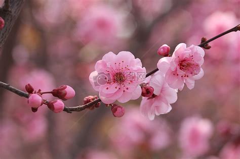 什麼是桃花|桃花：最浪漫的花卉